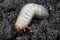 Larva of the May beetle.