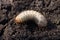 Larva of the May beetle.