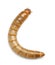 Larva of Mealworm, Tenebrio molitor