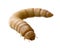 Larva of Mealworm - Tenebrio molitor