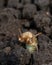 larva of mole cricket in attacking position, crawled out of ground