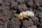 Larva of mole cricket, Gryllotalpa gryllotalpa in close up low angle view