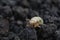 larva of Mole cricket, Gryllotalpa gryllotalpa on soil background. close-up of harmful insects. Selective focus