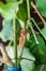 Larva of Morpho helenor butterfly, Costa Ri