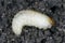 Larva of Otiorhynchus sometimes Otiorrhynchus on soil. Many of them e.i. black vine weevil O. sulcatus or strawberry root weevil