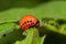 Larva of Potato Beetle