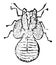 Larva of Psylla Pyrisuga, vintage illustration