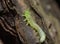 A larva of sawfly, Tenthredinidae,
