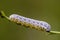 The larva of sawfly white color with black spots