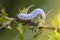 The larva of sawfly white color with black spots