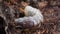 Larva of stag beetle