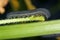 The larva of turnip sawfly Athalia colibri or rosae