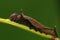Larva on twig,Neptis miah