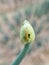 Larvae of Beet armyworm (Spodoptera exigua) is attacking on green onions.