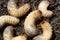 Larvae of beetles are pests of many agrarian cultures.