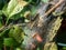 Larvae of Bird-cherry ermine (Yponomeuta evonymella) pupate in tightly packed communal, white web on branches