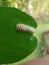 Larvae of Burmese leaf eater