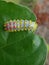 Larvae of Burmese leaf eater