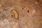 Larvae of Central American potato tuberworm Guatemalan potato moth Tecia solanivora Povolny on a potato tuber