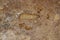 Larvae of Central American potato tuberworm Guatemalan potato moth Tecia solanivora Povolny on a potato tuber