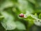 Larvae of a Colorado beetle on the leaves of a potato Bush.