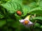 Larvae of a Colorado beetle on the leaves of a potato Bush.