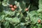 The larvae of Colorado beetle on potato leaves