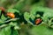 The larvae of the Colorado potato beetle on the leaf