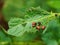 Larvae of Colorado potato beetle leaf beetle on potato leaves