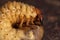 Larvae of dung beetle close-up. May beetle larvae