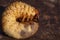 Larvae of dung beetle close-up. May beetle larvae