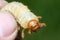 Larvae of European chafer, Melolontha melolontha