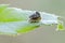 Larvae of Green tortoise beetle on leaf