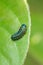 Larvae of leaf beetle