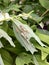 Larvae of the leaf wasp on salomon`s seal plant