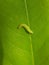Larvae of Litchi leaf roller damage on young longan leaf in Viet Nam.