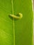Larvae of Litchi leaf roller damage on young longan leaf in Viet Nam.