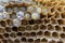 Larvae in the nest of hornets