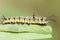 Larvae of Plain Tiger Butterfly feeding on leaf