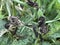 The larvae of Small tortoiseshell butterfly Aglais urticae, Die Schmetterlingslarven von Kleine Fuchs