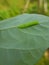 Larvae soybean looper damage on black bean In Viet Nam