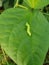 Larvae soybean looper damage on black bean In Viet Nam