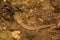 Larval Blue Ridge Red Salamander