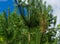 Larval Common Pine Sawfly Diprion pini damage of young pine Pinus sylvestris
