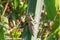 Larval dragonfly grey shell. Nymphal exuvia of Gomphus vulgatissimus closeup