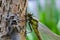 Larval dragonfly grey shell. Nymphal exuvia of Gomphus vulgatissimus. White filaments hanging out of exuvia are linings of