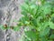 Larvas of colorado beetles on a leaves of a potato