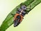 Larve Ladybug
