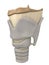 Larynx anatomy