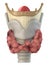 Larynx anatomy